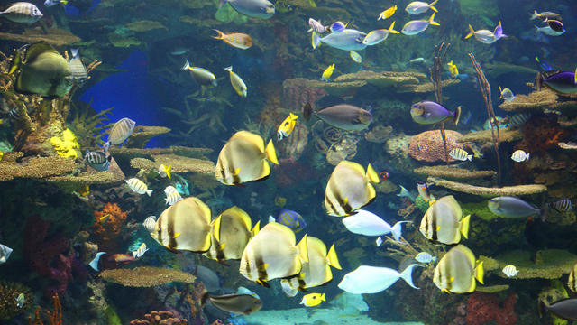 Ripley's Aquarium In Toronto 