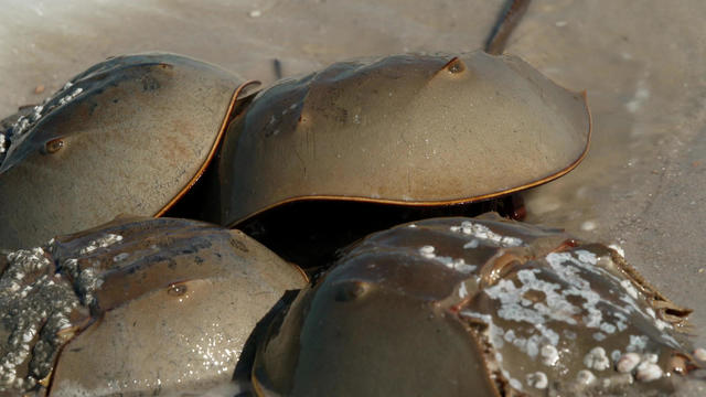 knighton-horseshoe-crabs-1920.jpg 