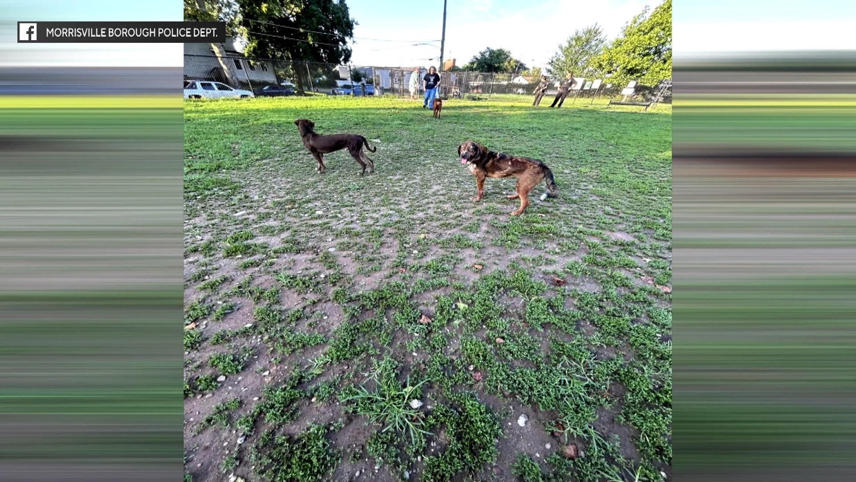 Six dogs abandoned at Bucks County dog park, Morrisville Borough Police ...