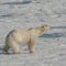 Polar bears kill worker at remote radar site in Canadian Arctic