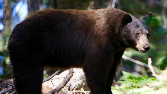 California Black Bear 