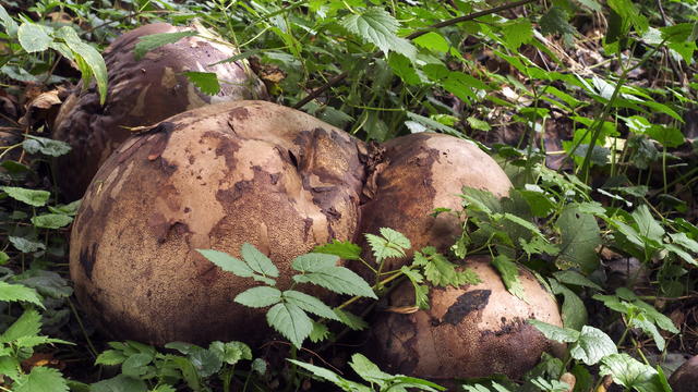 Giant puffball fungus (Calvatia gigantea 