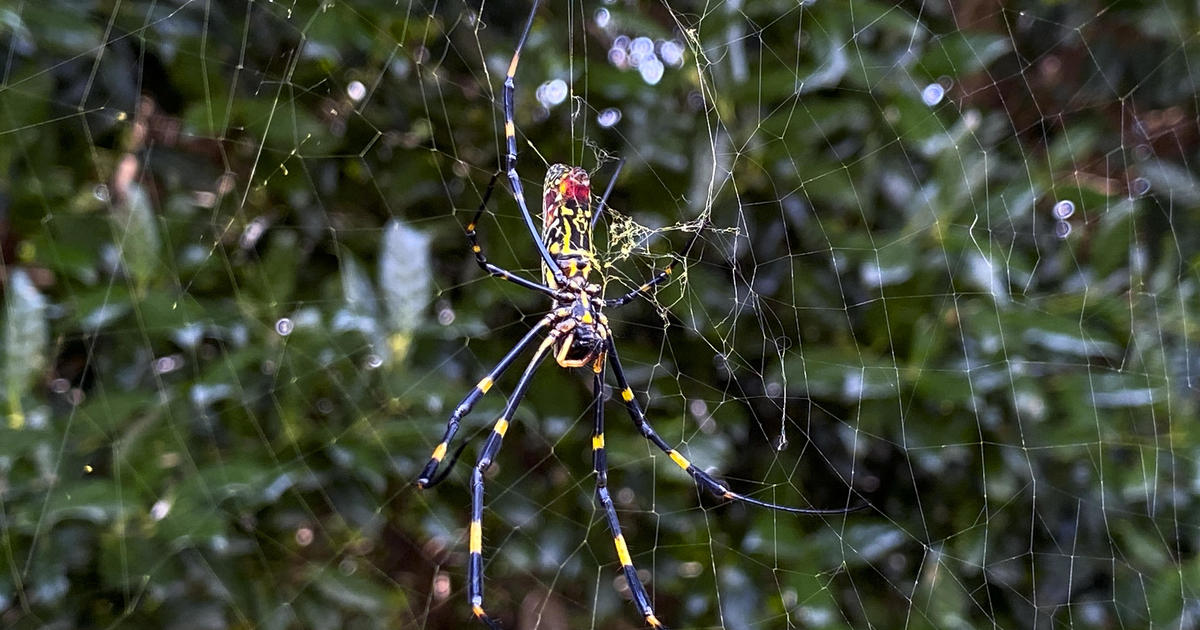 Giant “flying” Joro spiders love big cities. A new study has found that their ability to relax in stressful situations could be the reason