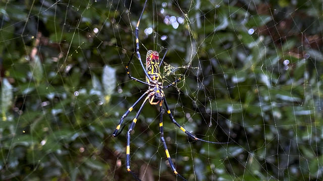 A Joro spider 