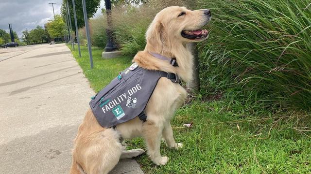 Eastern Michigan University welcoming new assistance dog this fall 