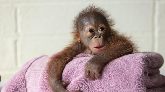 Newborn orangutan at Dublin Zoo 