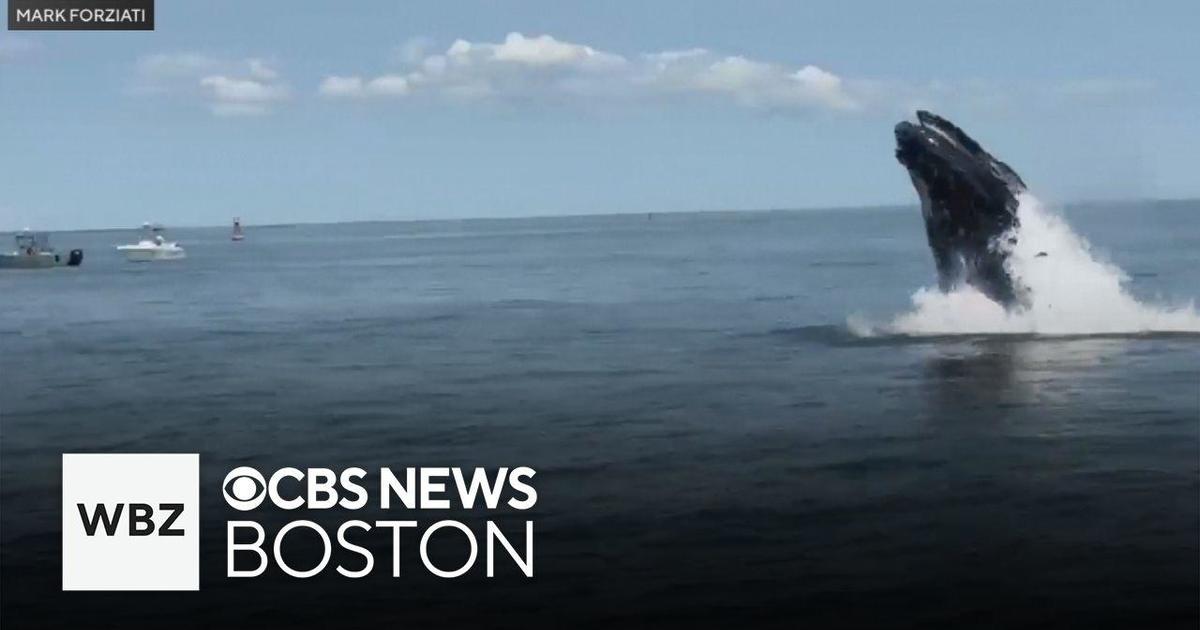 Boaters warned to give young whale hanging out in Boston Harbor space