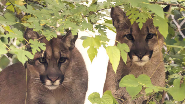 cougars-stone-zooo.jpg 