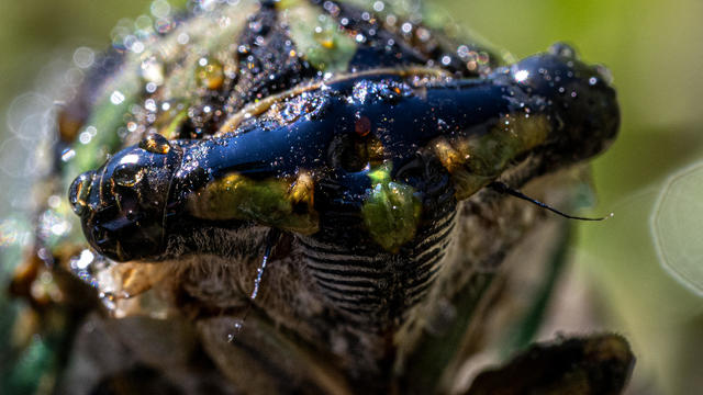 US-CICADA-ENVIRONMENT-ANIMAL 