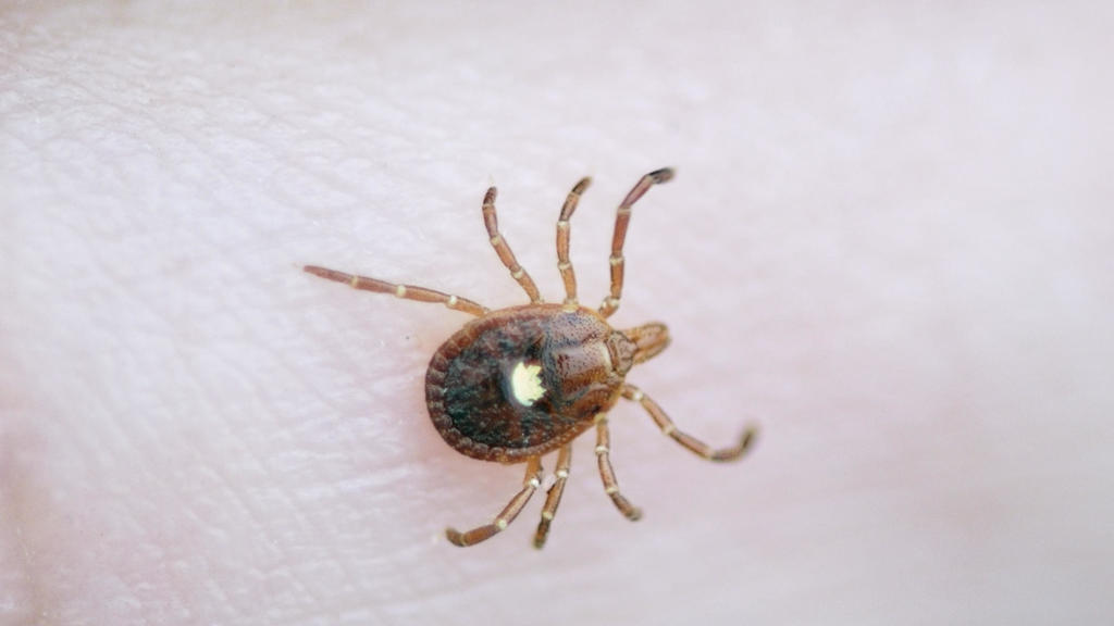 Lone star ticks becoming more common in Minnesota