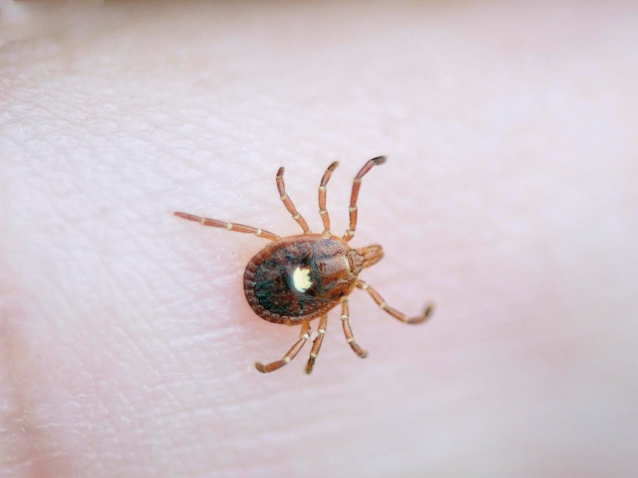 Lone star ticks becoming more common in Minnesota - CBS Minnesota