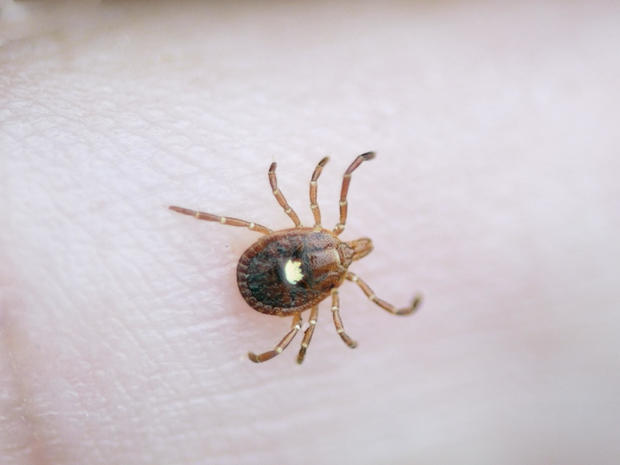 Lone Star Tick, Amblyomma Americanum 