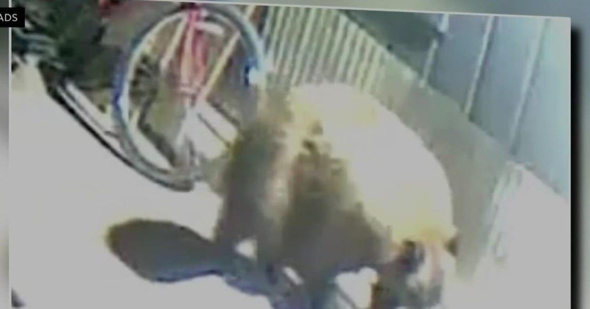 Bear that attacked man in Tuolumne County to be euthanized, officials say