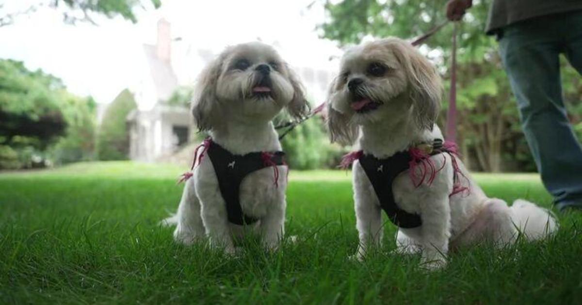 Some people are spending huge sums of money on cloning pets. CBS News New York investigates the industry.