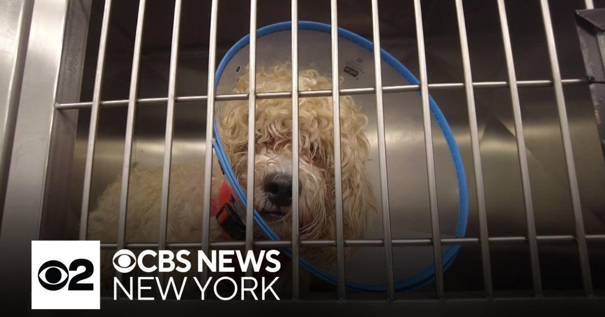 AMA Animal Rescue says it's over $90,000 in debt due to vet bills - CBS ...