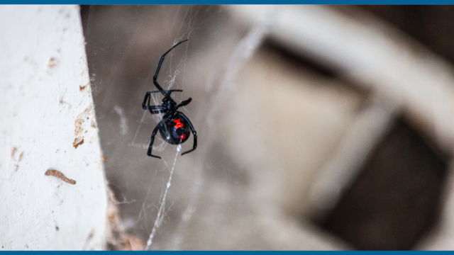 is-that-a-black-widow-spider-how-to-tell-and-what-to-do-about-it-promo.png 