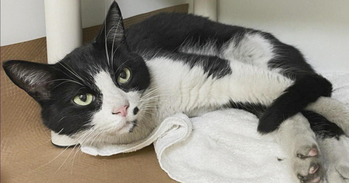 Missing cat reunited with ‘stunned’ Somerville family at Boston’s Logan Airport