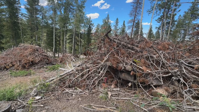 evergreen-burn-piles-mg-frame-4614.png 