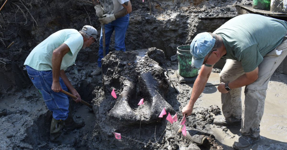 13,600-year-old mastodon skull found in Iowa Creek