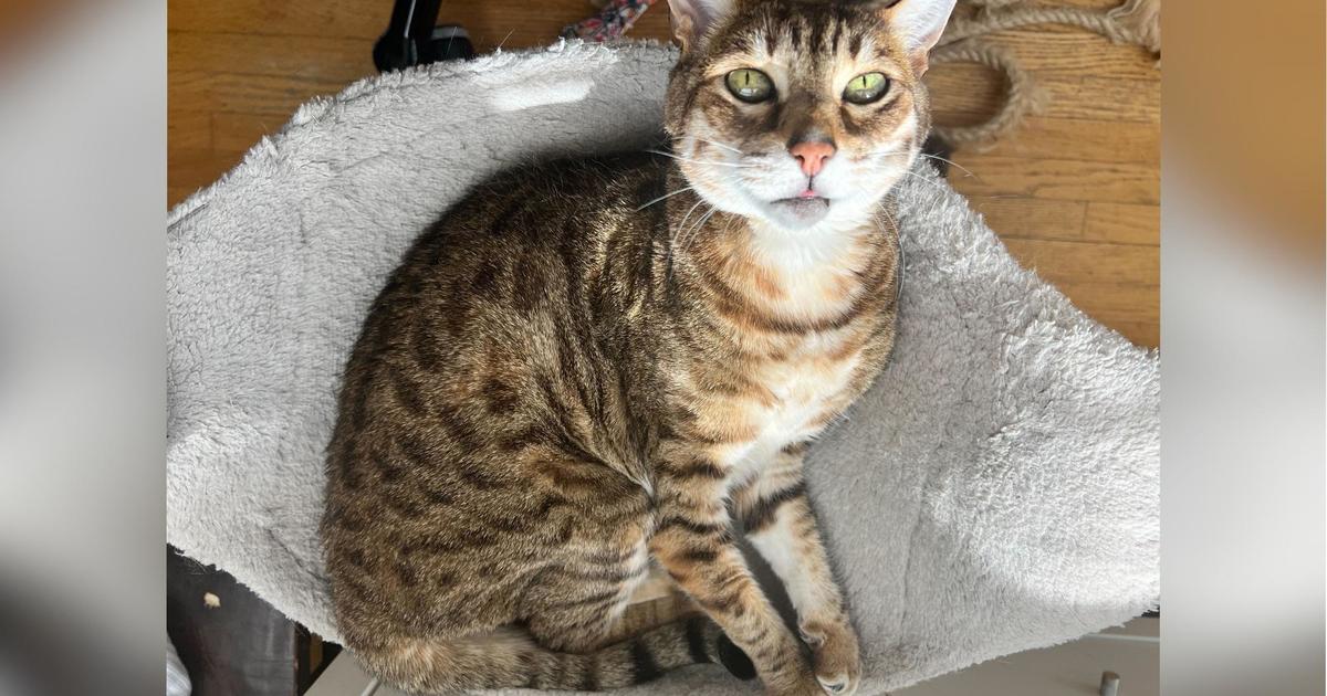 Minneapolis family desperate after cat stolen from house: “We just miss her”