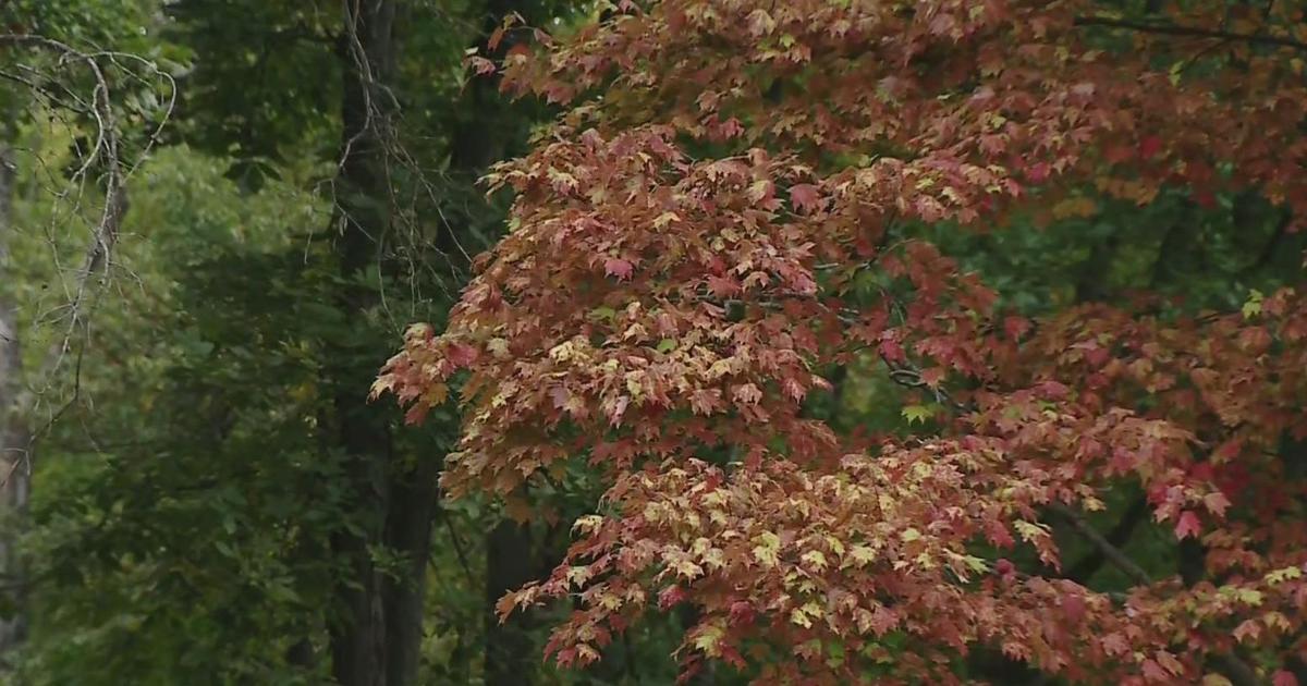 Fall leaves in summer could be a sign of tree stress, says Pittsburgh-area expert