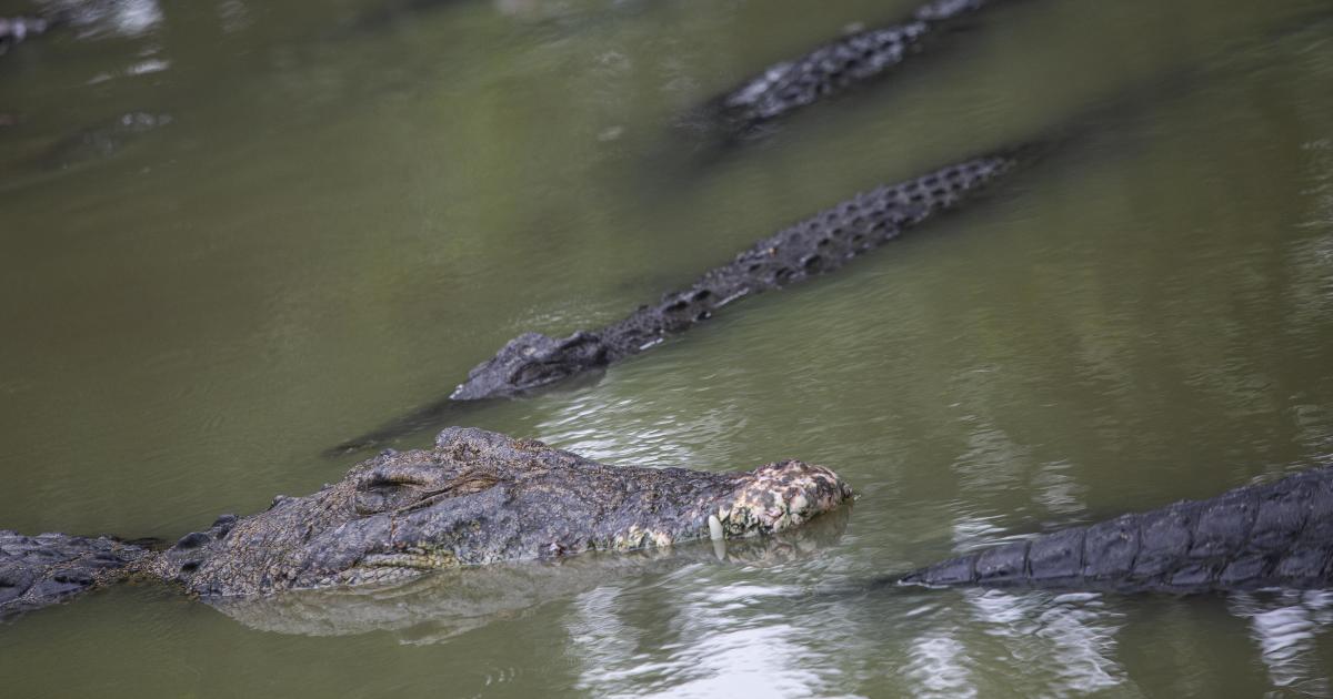 Wanita yang mandi di sungai dibunuh buaya di Indonesia bagian timur