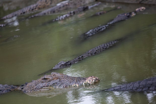 Taman Buaya di Indonesia