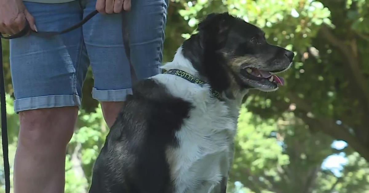 Pet owners in Sacramento seek answers after several dogs became ill after walks in the park