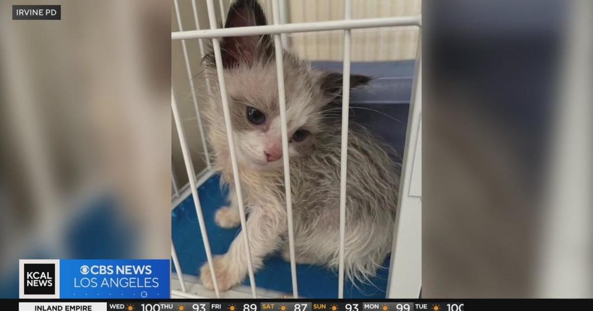 Over 50 Cats Rescued in Irvine Investigation