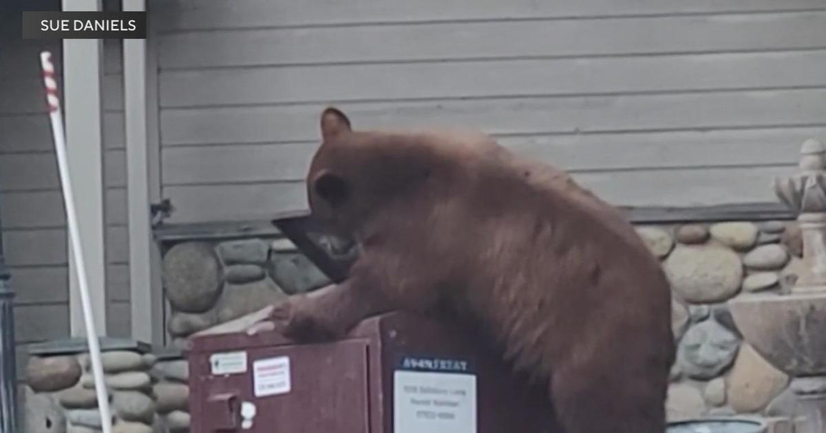 Bears in South Lake Tahoe are smarter than bear cages