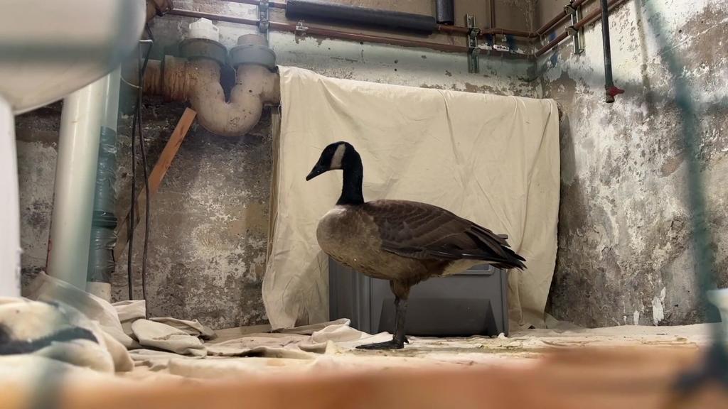 Queens neighbors come together to rescue injured Canada goose