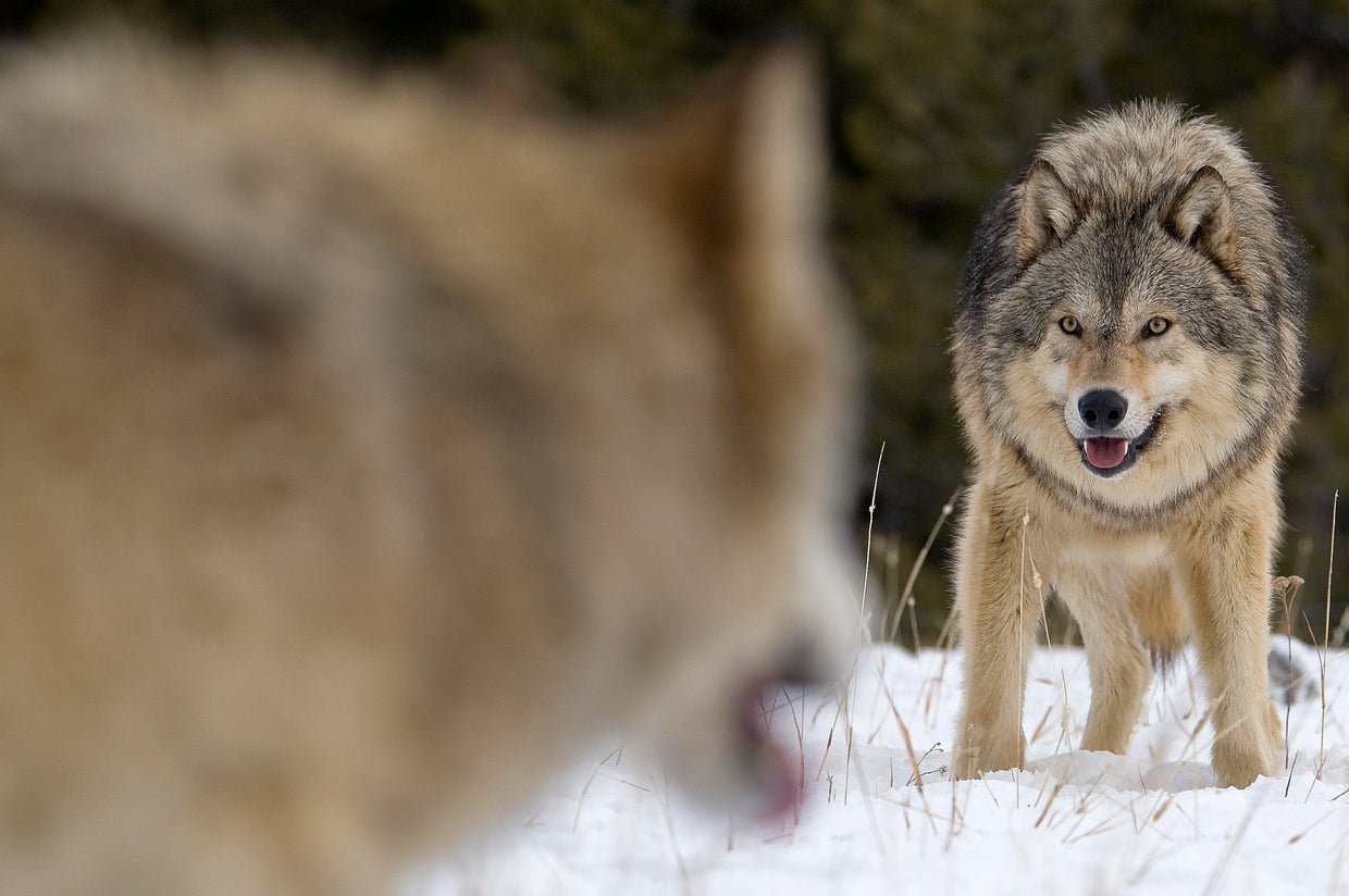 As gray wolves divide conservationists and ranchers, a mediator tries ...