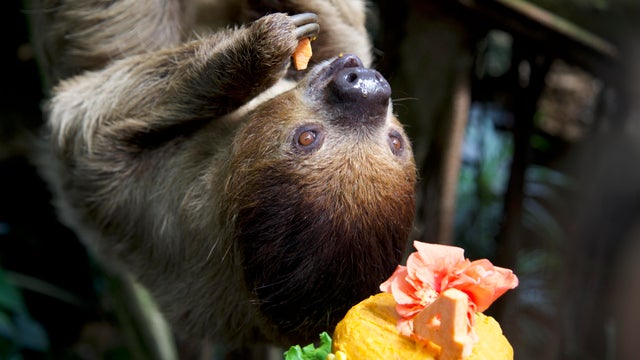 national-aviary-sloth-birthday-celebration-wookiee-eating-his-cake-britta-moletz-2024-jpeg.jpg 