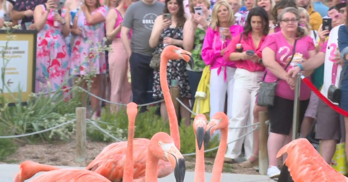 The Denver Zoo Conservation Alliance hosts a party with the animals