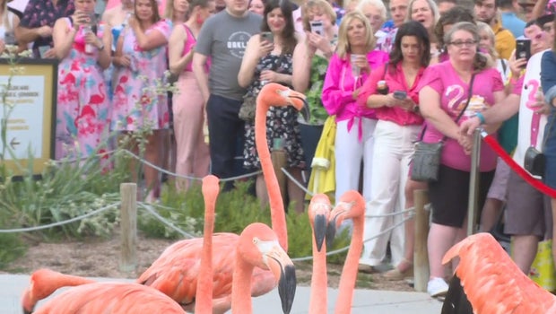 Denver Zoo's Flock Party celebrates 130 years of conservation