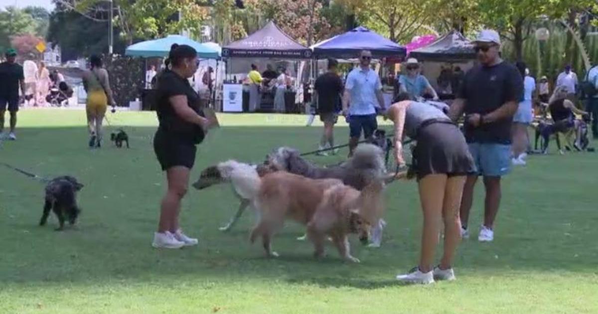 Puppies and their owners fill Klyde Warren Park for Bark in the Park