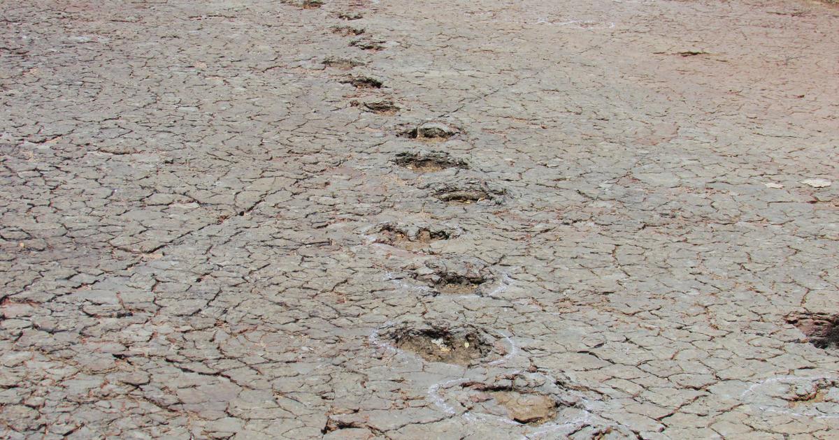 Matching dinosaur footprints discovered greater than 3,700 miles aside, on other continents