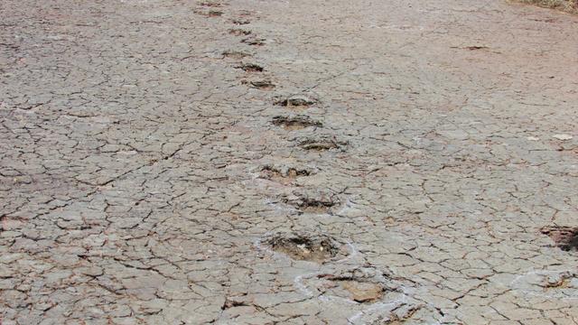 Dinosaur tracks 