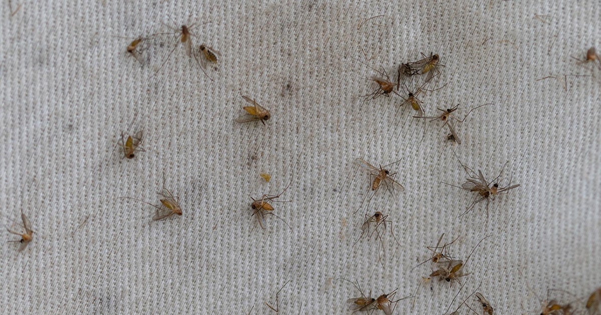 First batch of West Nile-positive mosquitoes found in Chicago, CDPH says 