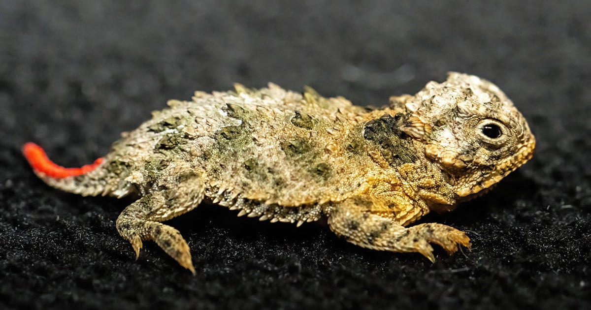 Threatened Texas horned lizards hatch at Zoo Miami Threatened Texas horned lizards hatch at Zoo Miami