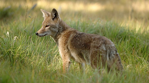 Coyote in long grass