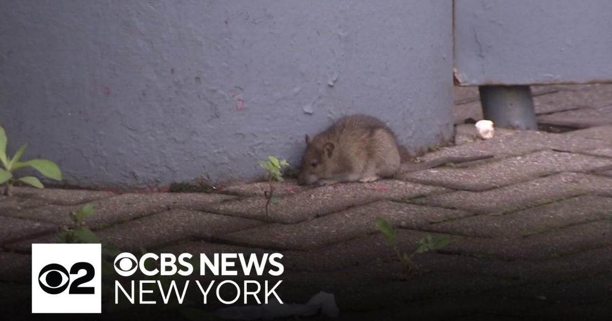 Queens residents hit with violations after reporting rats on city ...