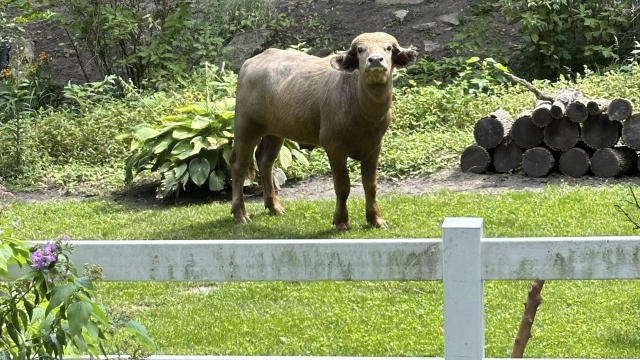 Iowa Water Buffalo 