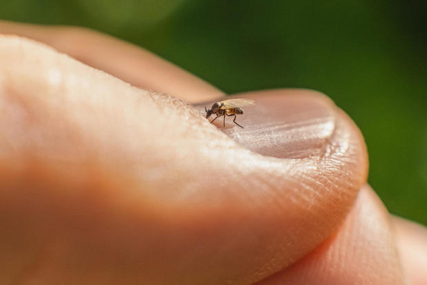 Midge on skin. 