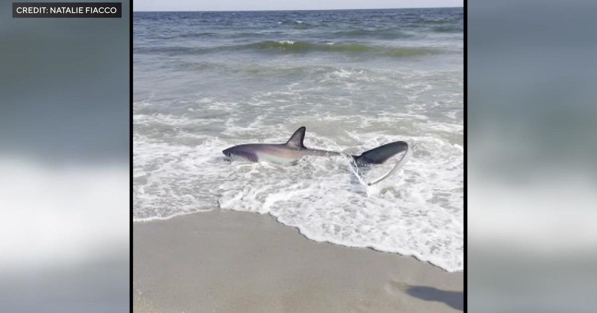 Video shows crowd pushing distressed shark back into water at Rockaway Beach