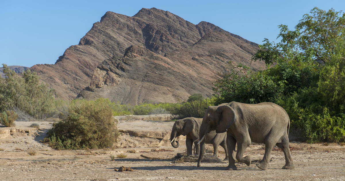 Elephants, zebras, hippos amongst greater than 700 animals being killed for meat in drought-stricken Namibia