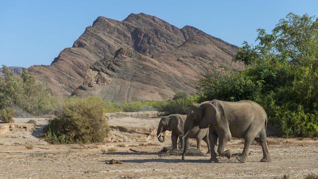 African elephants (Loxodonta africana) in the Huanib River 