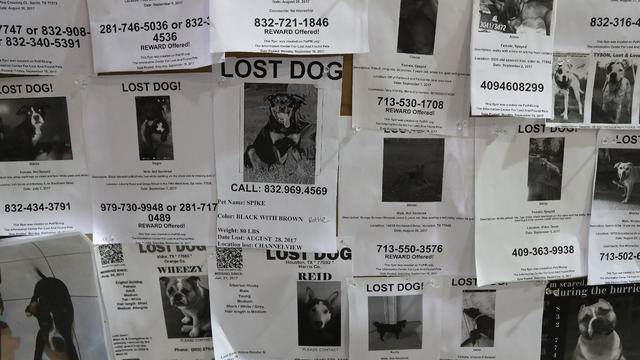 Finding your lost dog is now a snap(shot) 