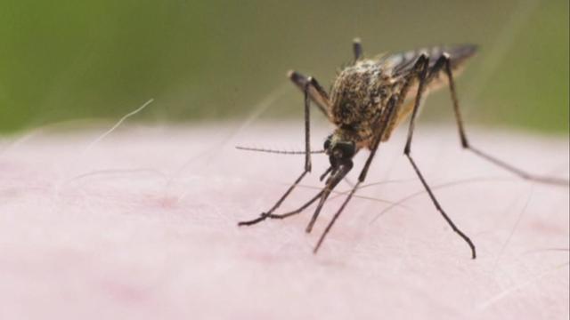 cbsn-fusion-what-to-know-about-mosquito-borne-eee-virus-thumbnail.jpg 