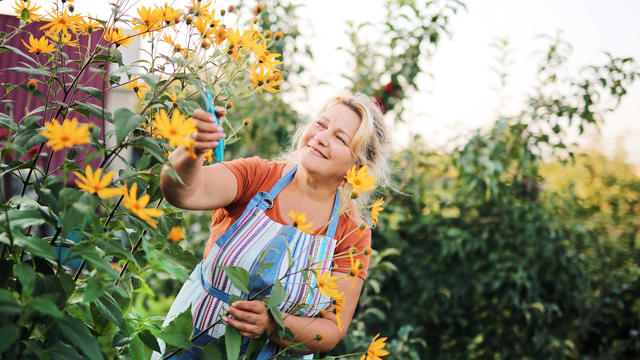 A positive woman, a joyful elderly gardener takes care of flowers on the background of the garden 